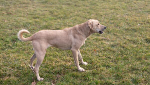 Mehr über den Artikel erfahren Findus