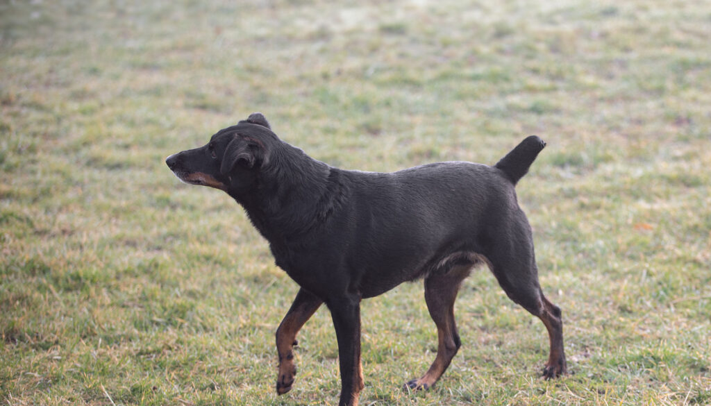 Mehr über den Artikel erfahren George