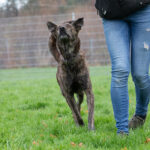 Second Hand Hunde Grundkurs 1- ab 13. März / 16.00 Uhr