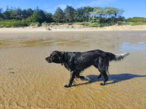 Mantrailing Insel Föhr