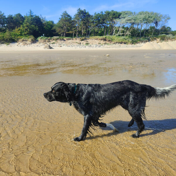 Mantrailing Insel Föhr