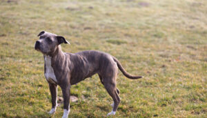 Mehr über den Artikel erfahren Luna