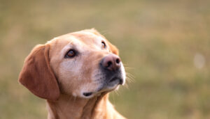 Mehr über den Artikel erfahren Milo