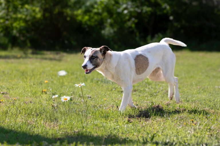 Hund mit Blume