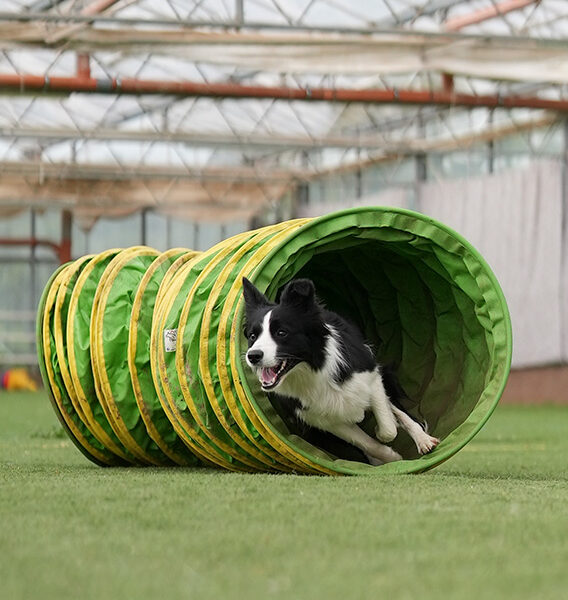 Agility